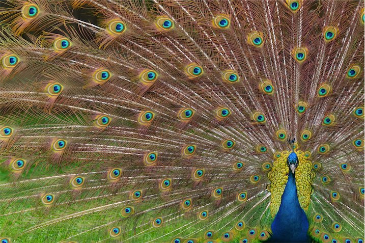 Peacock full 2 0506